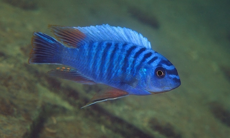 Labeotropheus fuelleborni 'Thumbi East Island'